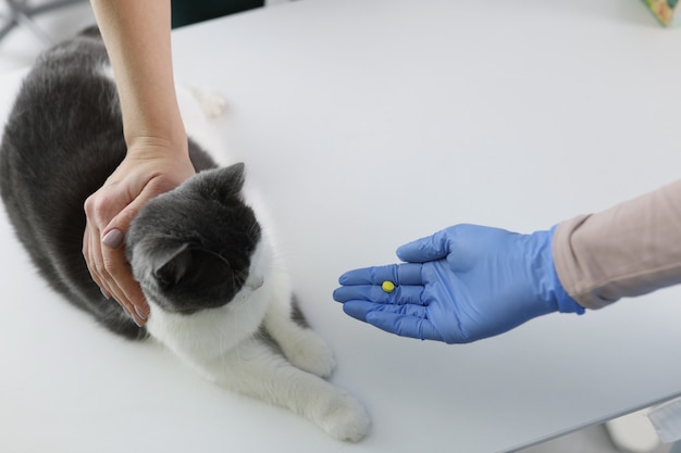 Vétérinaire dans des gants en caoutchouc donnant une pilule pour chat en gros plan de la clinique. Concept de traitement des animaux de compagnie