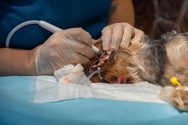 Vétérinaire dentiste dentiste chirurgien vétérinaire traite les dents d'un chien Yorkshire terrier sous