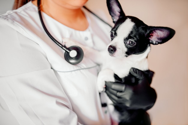 Le vétérinaire détient un mignon chiot noir et blanc à la réception