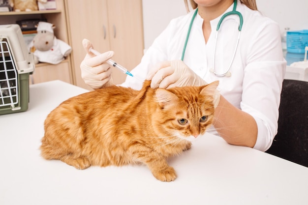 Vétérinaire donnant une injection à un chat à la clinique vétérinaire xA