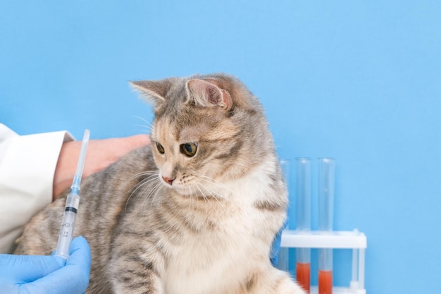 Vétérinaire donnant une injection à un chat lors d'une visite à une clinique vétérinaire examen de santé pour animaux de compagnie fond bleu