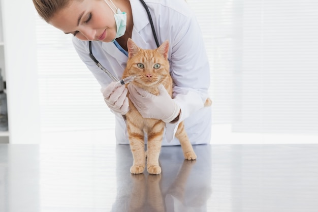 Vétérinaire donnant une injection à un chat