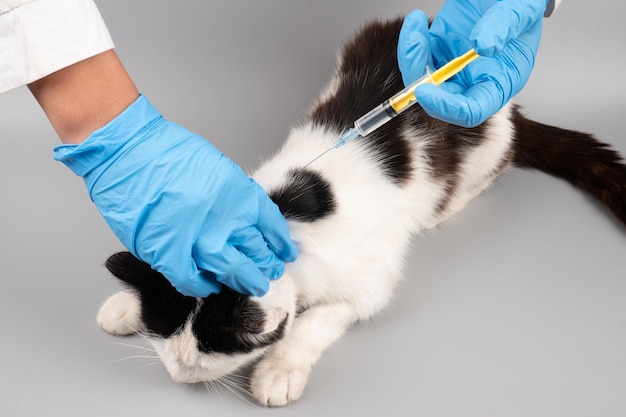 Vétérinaire donnant une injection à un chaton noir et blanc