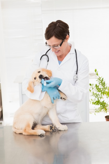 Vétérinaire donnant des médicaments au chien