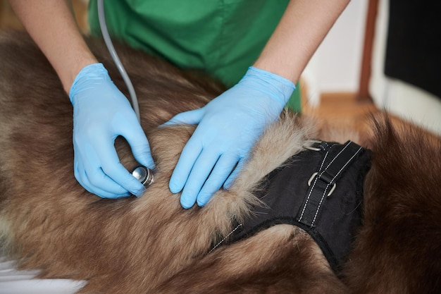 Vétérinaire écoutant le souffle du chien Samoyède