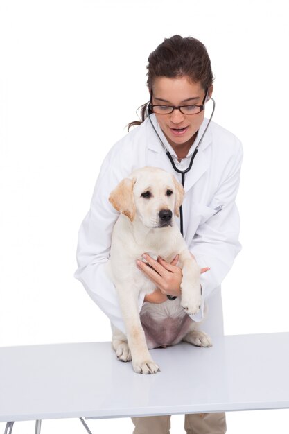 Vétérinaire effectuant un contrôle sur un chien avec un stéthoscope