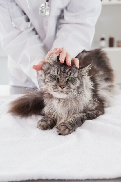 Vétérinaire examinant un chat gris mignon