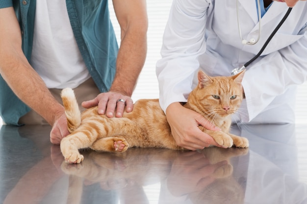 Vétérinaire examinant un chat orange