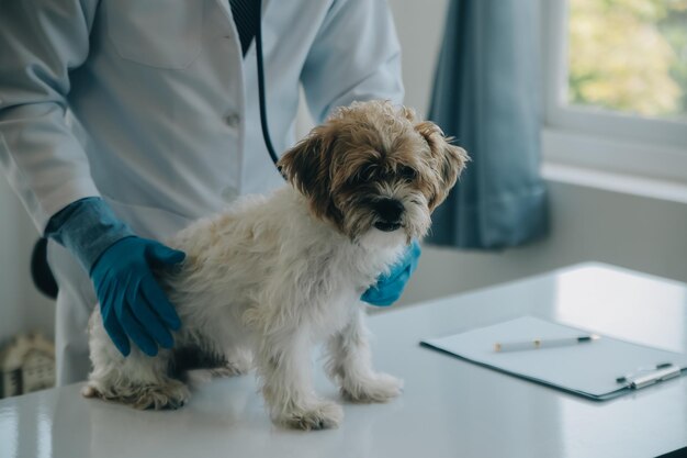 Vétérinaire examinant le chien et le chat Chiot et chaton chez le vétérinaire Clinique animale Examen et vaccination des animaux de compagnie Soins de santé