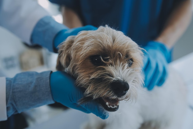 Vétérinaire examinant le chien et le chat Chiot et chaton chez le vétérinaire Clinique animale Examen et vaccination des animaux de compagnie Soins de santé