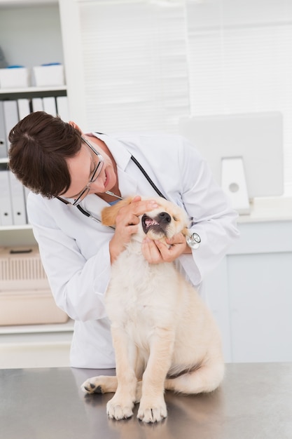 Vétérinaire examinant les dents d&#39;un chien mignon