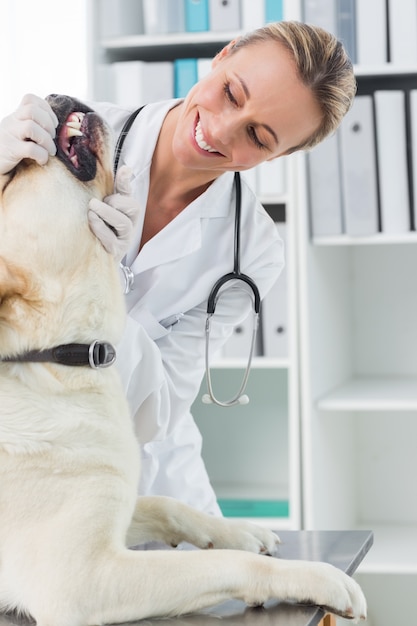 Vétérinaire examinant les dents du chien