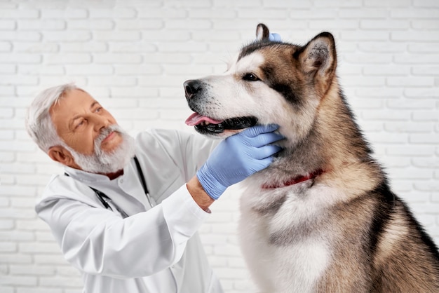 Vétérinaire examinant un gros malamute d'Alaska.