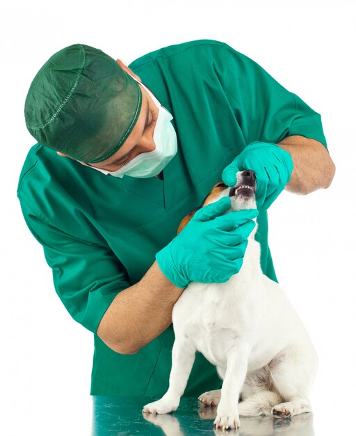 Vétérinaire examinant un jack russell