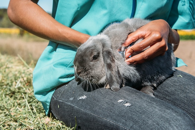 Vétérinaire examinant un lapin dans un champ de foin