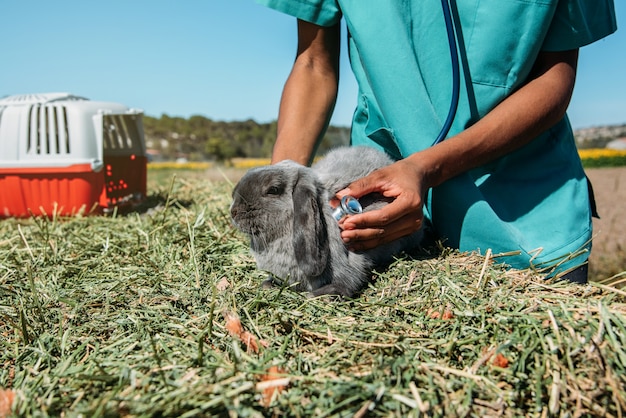 Vétérinaire examinant un lapin dans un champ de foin