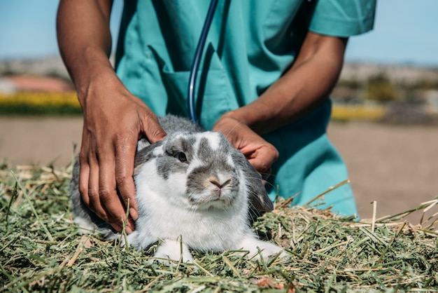 Vétérinaire examinant un lapin dans un champ de foin