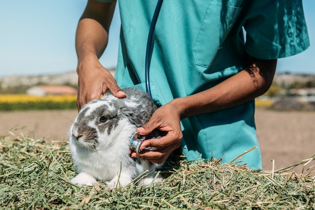 Photo vétérinaire examinant un lapin dans un champ de foin