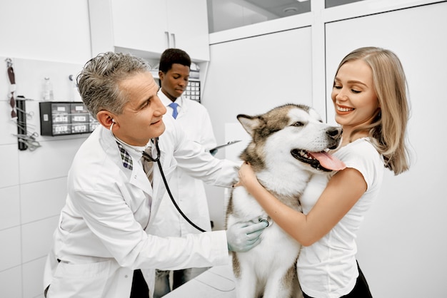 Vétérinaire examinant le malamut à l'aide d'un stéthoscope en clinique.