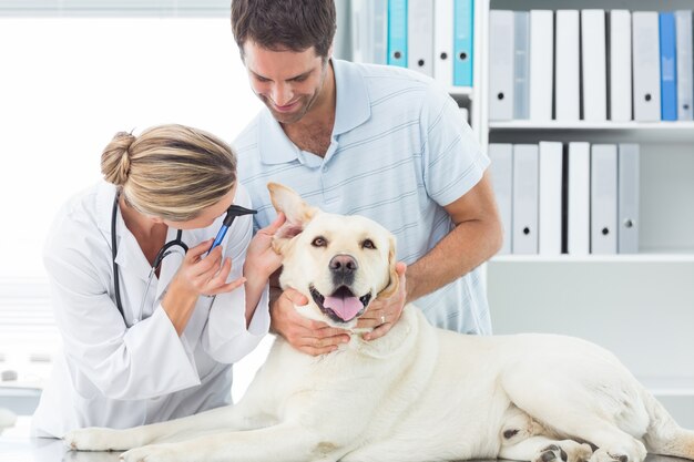 Vétérinaire examinant l&#39;oreille du chien