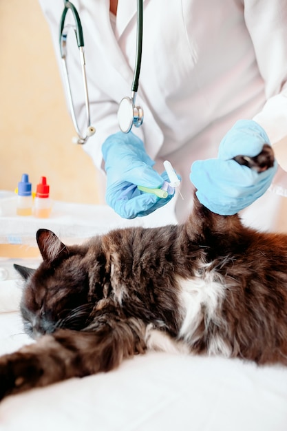 Vétérinaire examinant les oreilles d'un chat tout en faisant un bilan de santé à la clinique