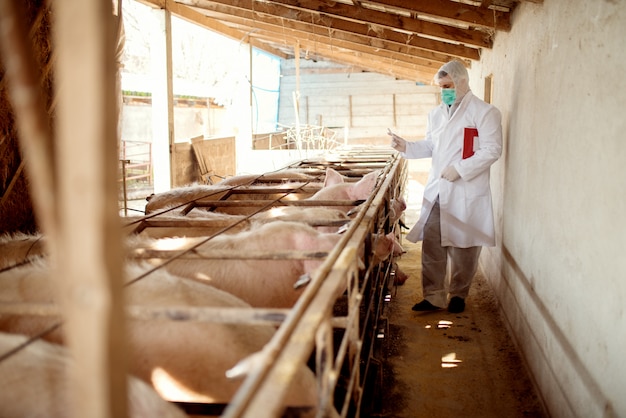 Vétérinaire examinant les porcs à la ferme porcine.