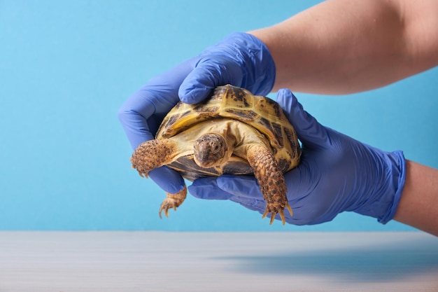 Vétérinaire examinant une tortue terrestre sur fond bleu