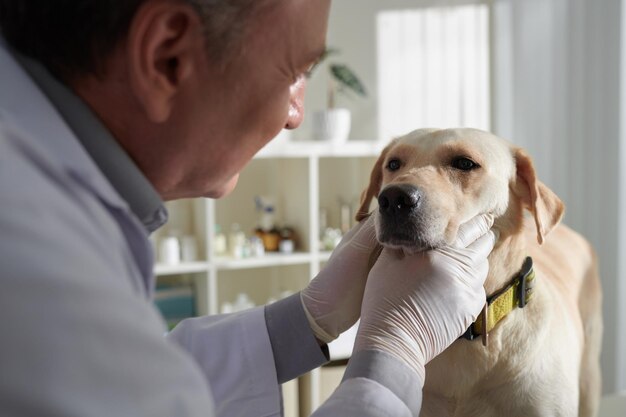 Vétérinaire examinant les yeux du chien