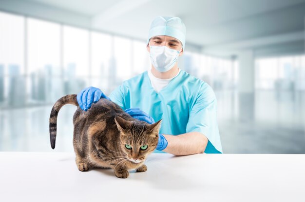 Vétérinaire examine un chat sur la table