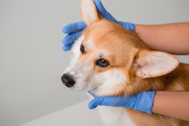 Vétérinaire Examine Un Chien Corgi Dans Des Gants Médicaux