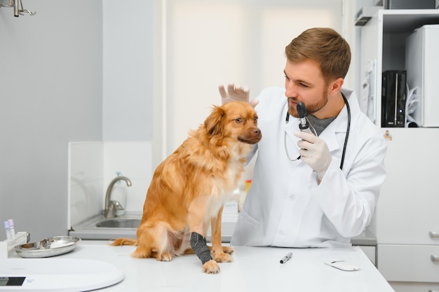 Le vétérinaire examine le chien dans la clinique vétérinaire