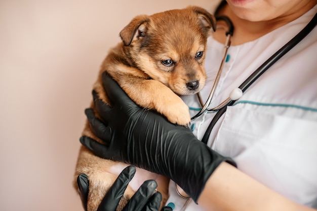 Vétérinaire examine un chiot dans un hôpital