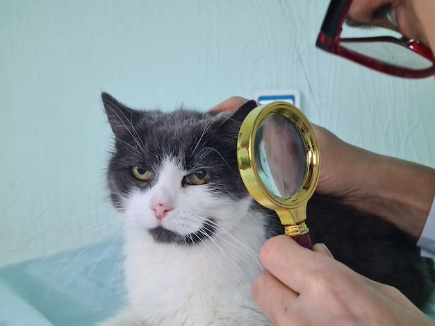 Le vétérinaire examine la peau de chat avec une loupe à la recherche de puces dans la fourrure animale