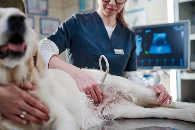 Vétérinaire faisant des ultrasons en clinique