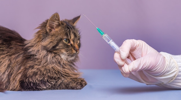 Un vétérinaire fait une injection à un chat malade