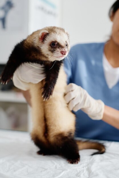 Vétérinaire femelle palpant le furet