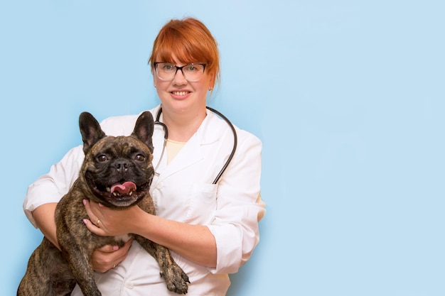 Vétérinaire femelle tenant un bouledogue français dans ses bras sur un fond bleu avec espace de copie