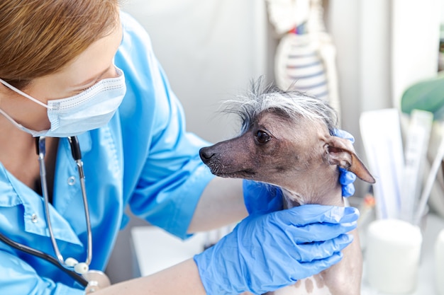 Vétérinaire femme d'âge moyen examine le chien. Le bureau du docteur. . Le bureau du docteur.