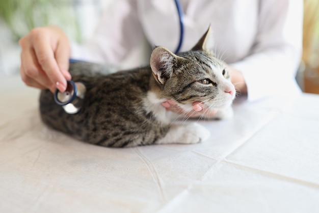 Vétérinaire femme examinant chat avec stéthoscope sur table