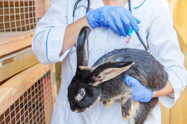 Vétérinaire, Femme, Seringue, Tenue, Injection, Lapin, Ranch