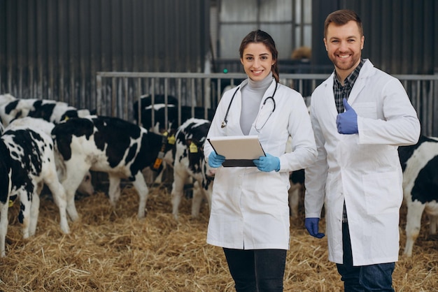 Vétérinaire à la ferme marchant dans une étable vérifiant les vaches