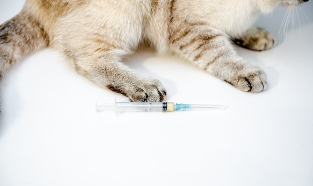 Un Vétérinaire En Gants Jetables Blancs Vaccine Un Chat Britannique Blanc Une Injection Pour Un Animal De Compagnie à La Clinique Vétérinaire