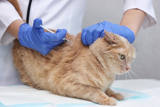 Un vétérinaire en gants jetables bleus vaccine un chat roux. Injection pour un animal de compagnie. Dans une clinique vétérinaire.