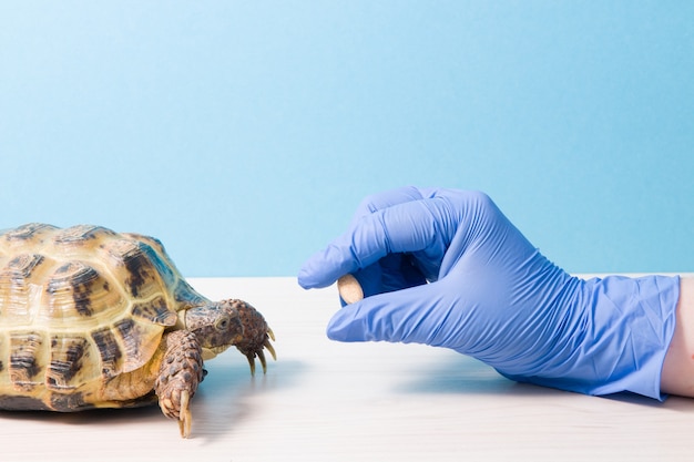 Vétérinaire herpétologue donne des médicaments ou des vitamines à la tortue terrestre, la main dans un gant en caoutchouc avec une pilule pour traiter les tortues, surface bleue, lieu de copie