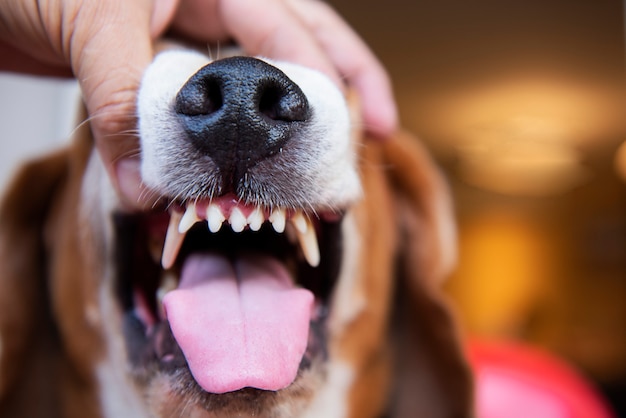 Photo le vétérinaire de l'hôpital se brosse les dents du chien