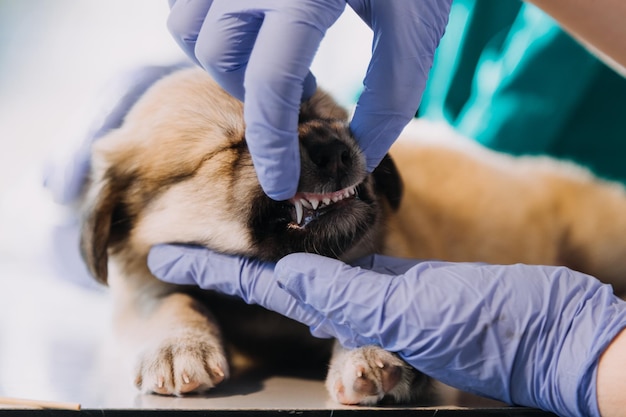 Vétérinaire mâle en uniforme de travail écoutant le souffle d'un petit chien avec un phonendoscope dans une clinique vétérinaire Concept de soins pour animaux de compagnie