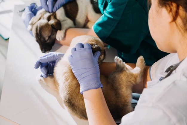 Vétérinaire mâle en uniforme de travail écoutant le souffle d'un petit chien avec un phonendoscope dans une clinique vétérinaire Concept de soins pour animaux de compagnie