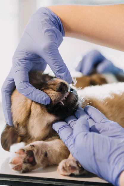 Vétérinaire mâle en uniforme de travail écoutant le souffle d'un petit chien avec un phonendoscope dans une clinique vétérinaire Concept de soins pour animaux de compagnie