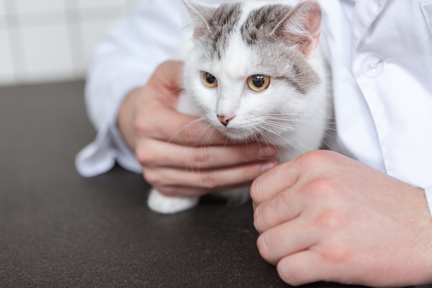 Vétérinaire masculin avec un chat dans sa clinique