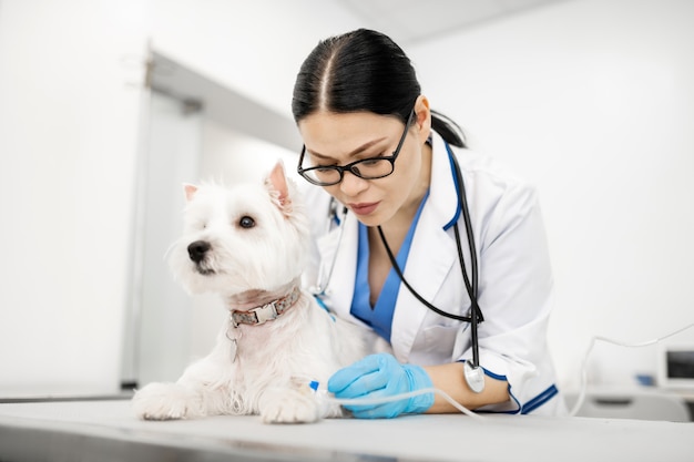 Vétérinaire mettant goutte à goutte. Vétérinaire femelle portant des lunettes et uniforme blanc mettant goutte à goutte pour chien blanc